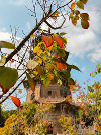 Low angle view of flowering tree against sky