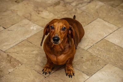 High angle portrait of dog sitting on tiled floor