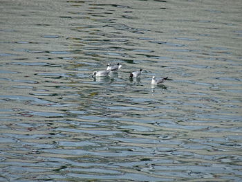 Swans swimming in lake