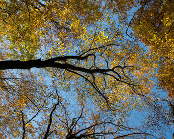 Low angle view of trees against sky