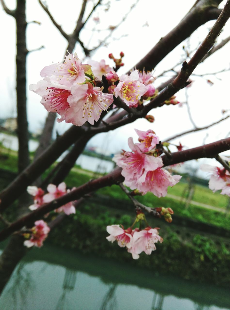 flower, freshness, branch, fragility, cherry blossom, tree, growth, pink color, focus on foreground, beauty in nature, blossom, petal, cherry tree, nature, close-up, twig, springtime, blooming, in bloom, flower head