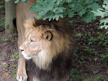 Close-up of lion