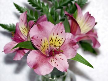 Close-up of pink flower blooming outdoors