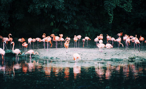 View of birds in lake