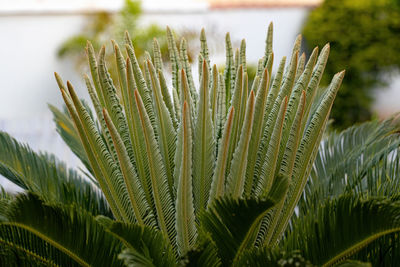 Close-up of palm tree