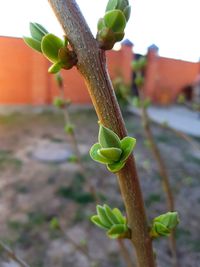 Close-up of fresh green plant