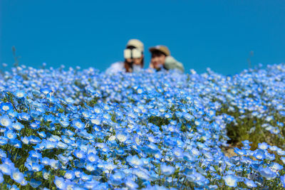 Close-up of blue flowering plant against sky