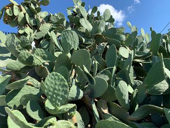 Low angle view of prickly pear cactus growing on field against sky