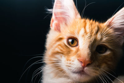 Close-up portrait of cat
