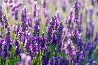 Close-up of purple lavender flowers on field