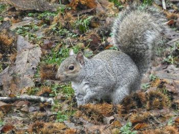 High angle view of squirrel on field