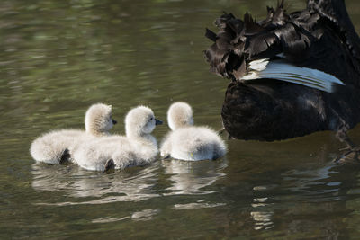 Swans swimming in lake