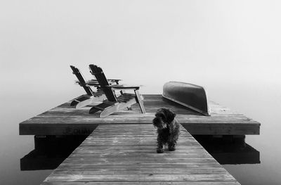 View of dog on wood against sky