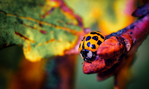 Close-up of ladybug on leaf