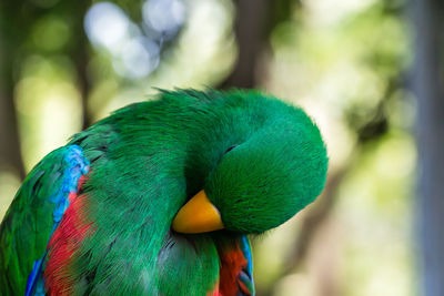 Close-up of male eclectus parrot preening against trees