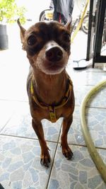 Portrait of dog standing on floor