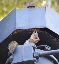 View of squirrel on metal structure