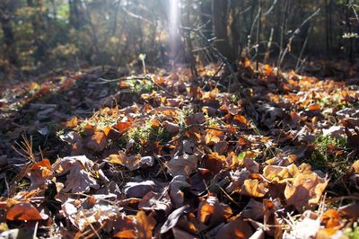 Autumn leaves on field