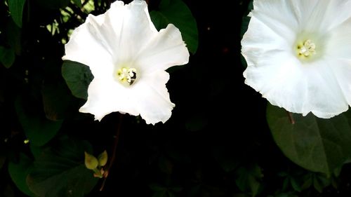 Close-up of white flower