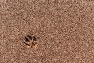 High angle view of footprints on sand