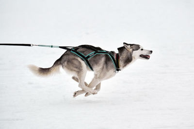 Dog in snow on land