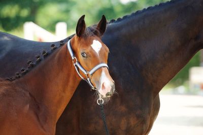 Close-up of two horses