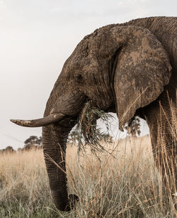 Close-up of elephant on field against sky