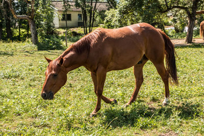 Horse standing in a field