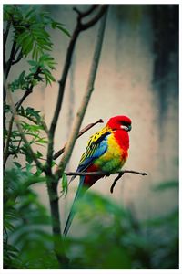 Close-up of parrot perching on branch