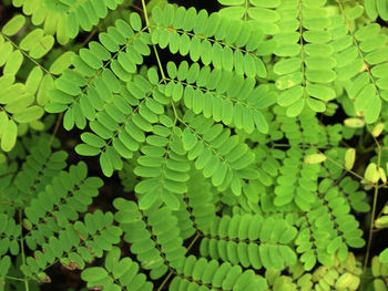 Full frame shot of leaves on tree