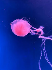 Close-up of jellyfish swimming in sea