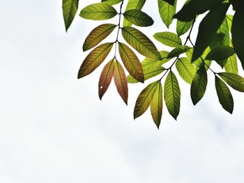 Low angle view of leaves against sky