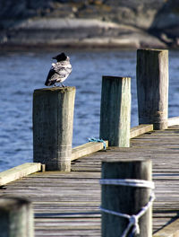 Bird perching on boardwalk bollard