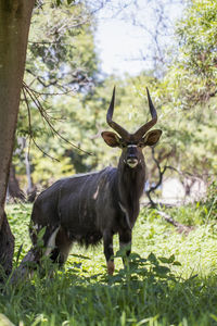Horse standing in a field