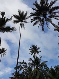 Low angle view of palm trees against sky
