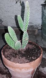 Close-up of fresh green plant