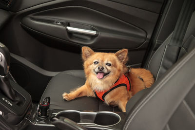 Portrait of dog sitting in car