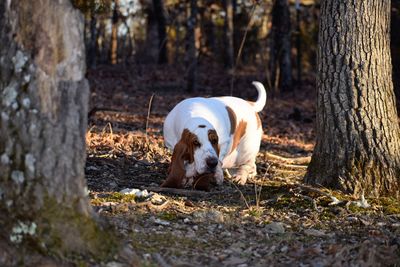 View of dog on field by tree trunk