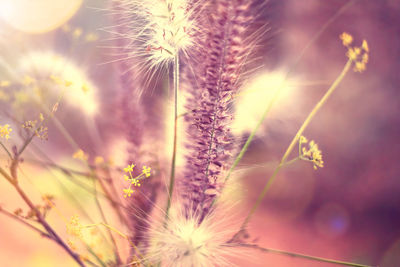 Close-up of dandelion against sky at sunset