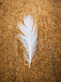 Directly above view of feather on sand