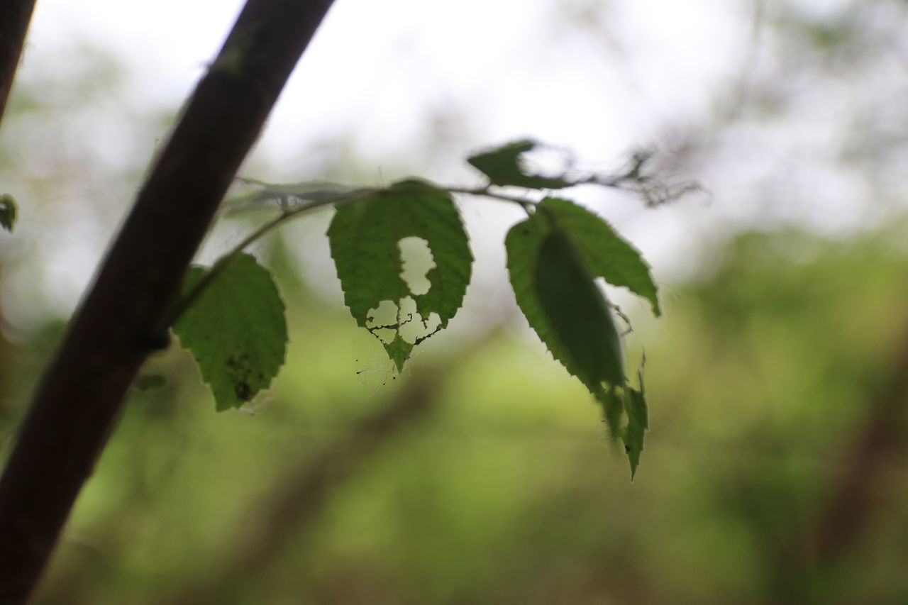 CLOSE-UP OF LEAVES GROWING ON TREE