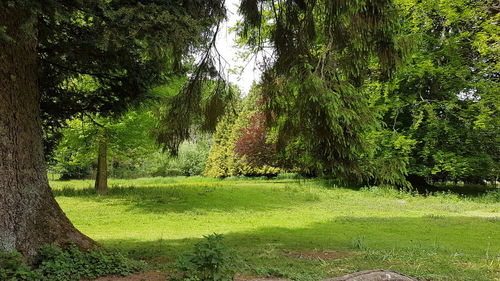 Trees growing on field