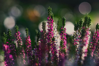 Close-up of pink flowering plants on field