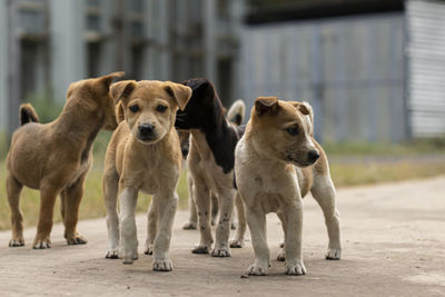 Portrait of dogs or puppies standing outdoors