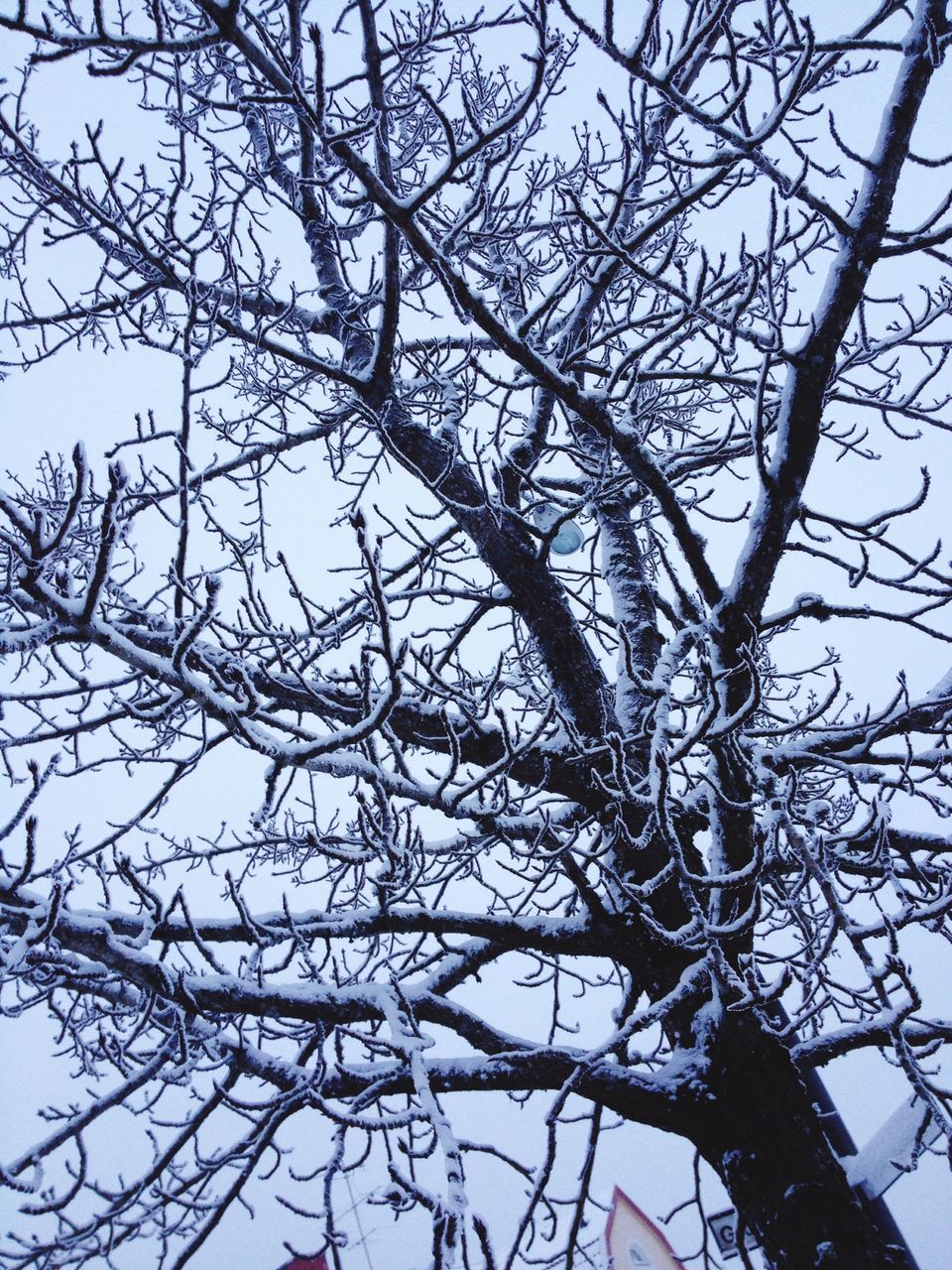 low angle view, branch, bare tree, tree, sky, nature, clear sky, day, tranquility, outdoors, beauty in nature, no people, growth, tree trunk, backgrounds, full frame, silhouette, high section, blue, close-up