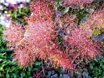 Close-up of flowers growing on tree