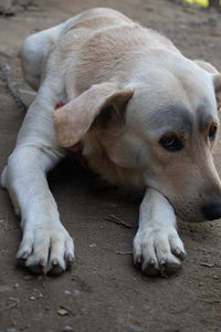 Close-up of a dog lying on footpath