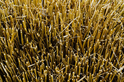 Full frame shot of wheat field