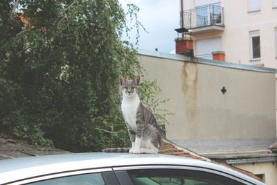 Cat sitting on a car