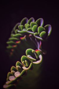 Close-up of succulent plant